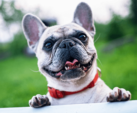 Pet Eye Care